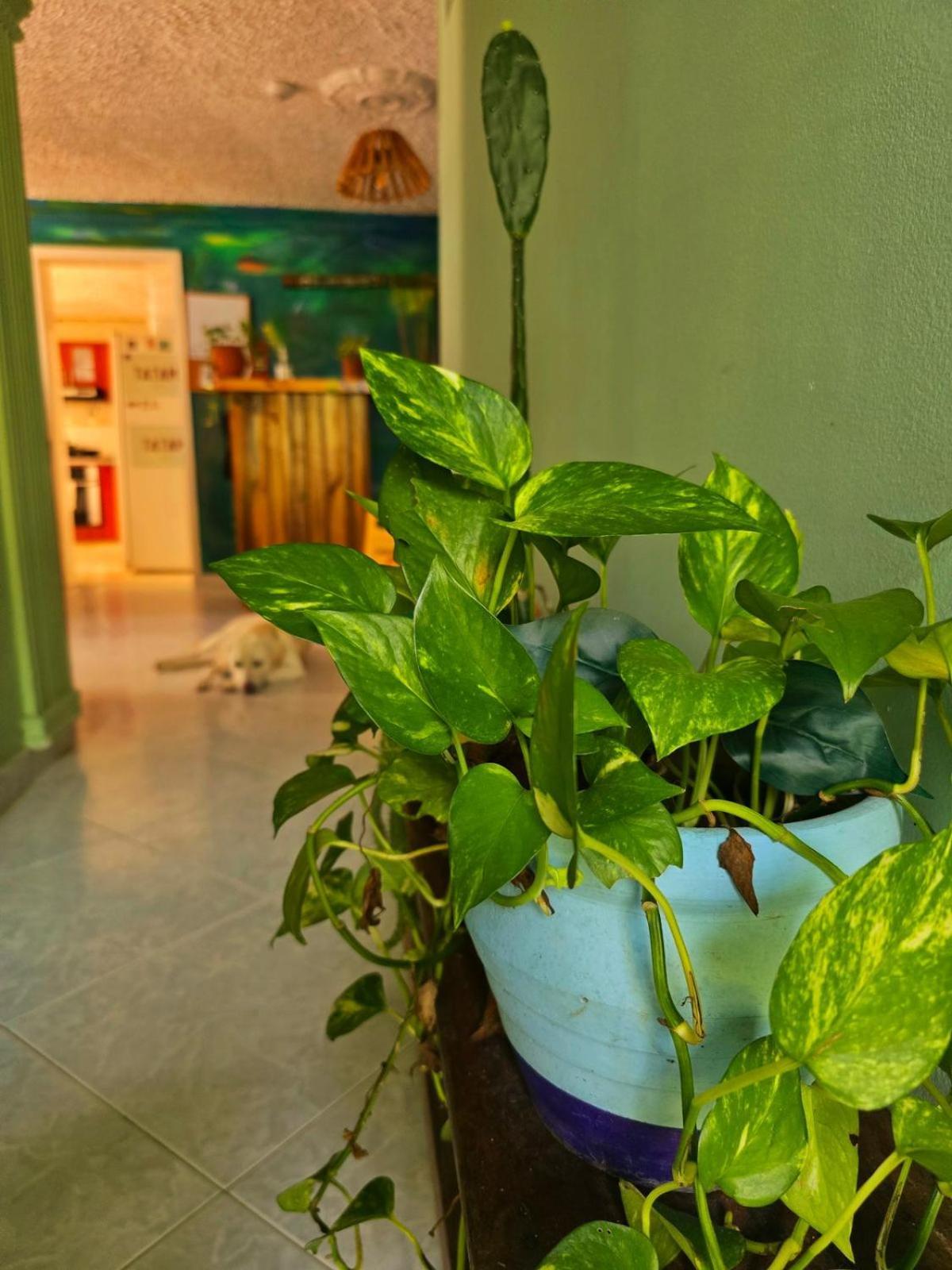 Tatami Hostel Bucaramanga Eksteriør bilde